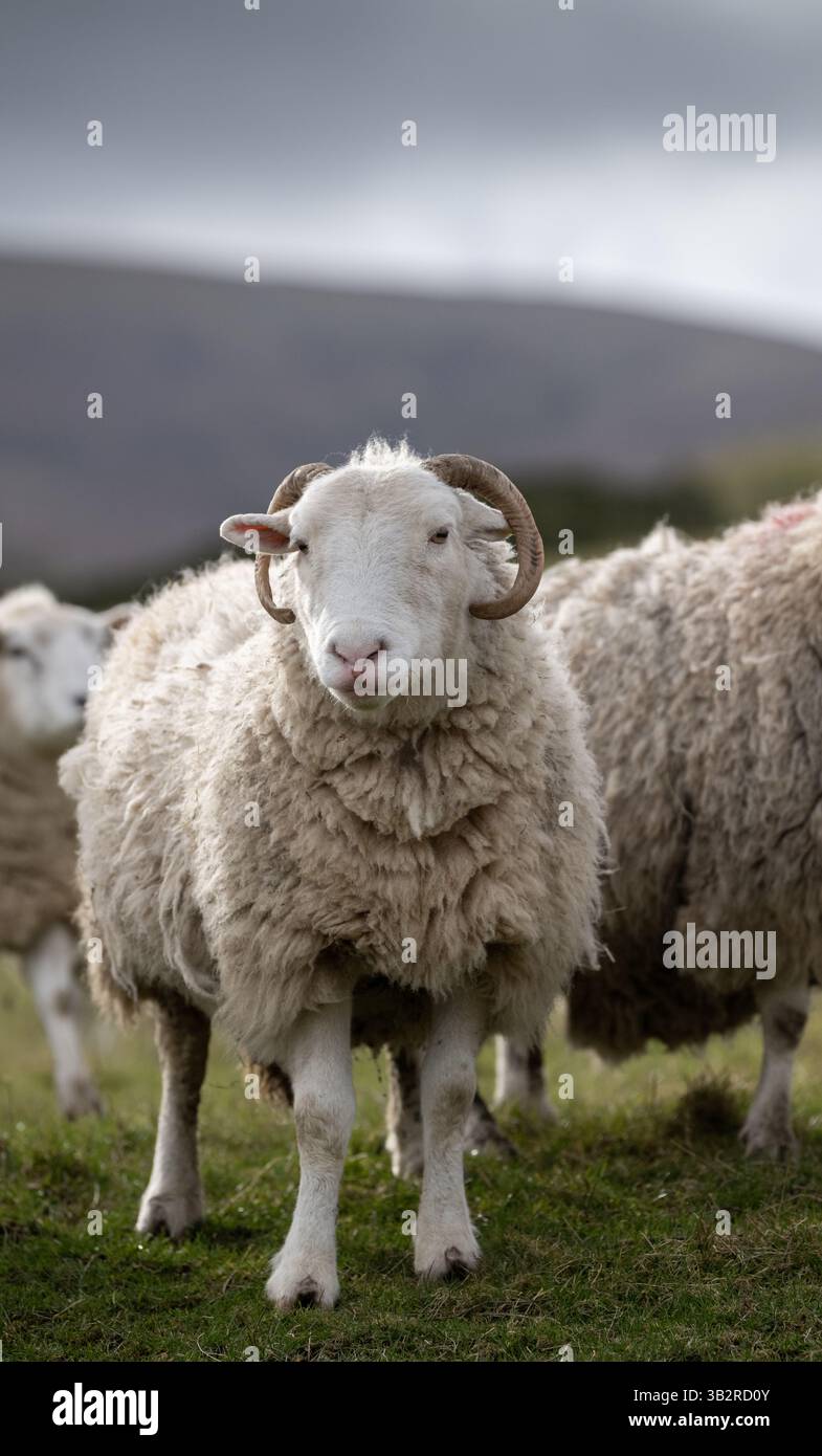 Pecore del Whitefaced Woodland, una rara razza britannica, su un pascolo di montagna nel tardo inverno. Cumbria, Regno Unito. Foto Stock