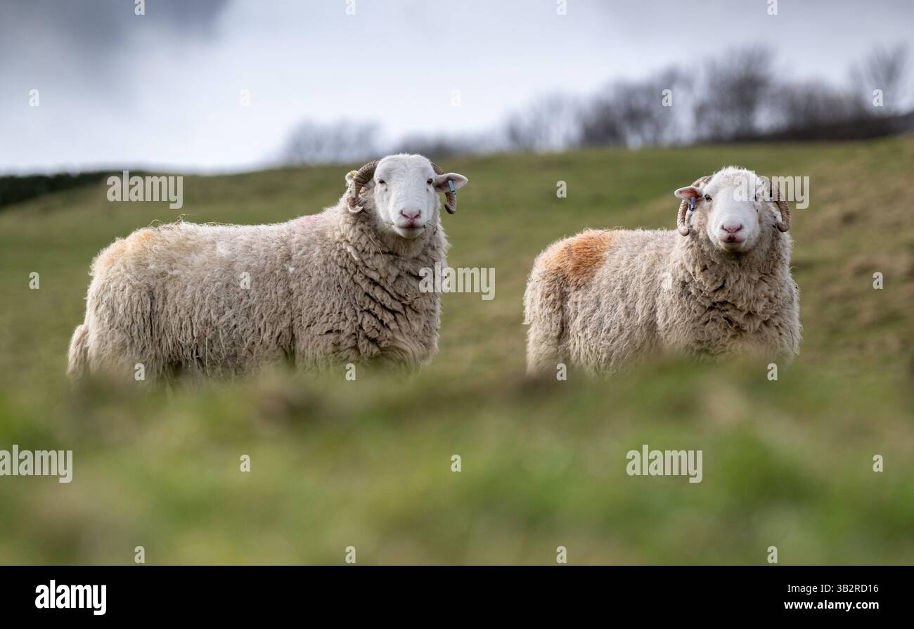 Pecore del Whitefaced Woodland, una rara razza britannica, su un pascolo di montagna nel tardo inverno. Cumbria, Regno Unito. Foto Stock