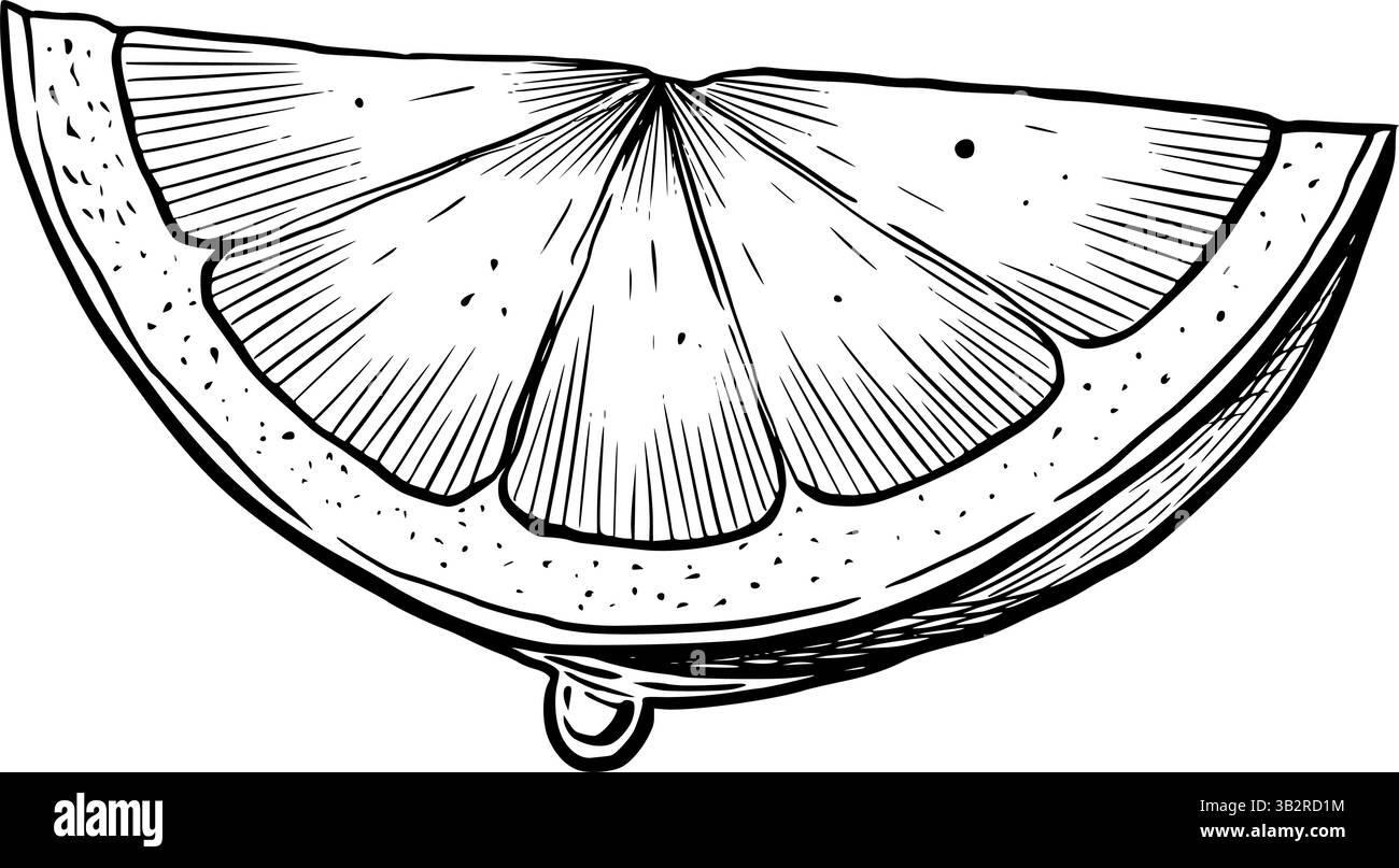 Illustrazione vettoriale di una succosa fetta di limone con gocce, disegnata con stile incisivo. Disegno lineare di un pezzo in calce dipinto con inchiostri neri. Incisione vintage di agrumi per ricette di bevande o menu. Illustrazione Vettoriale