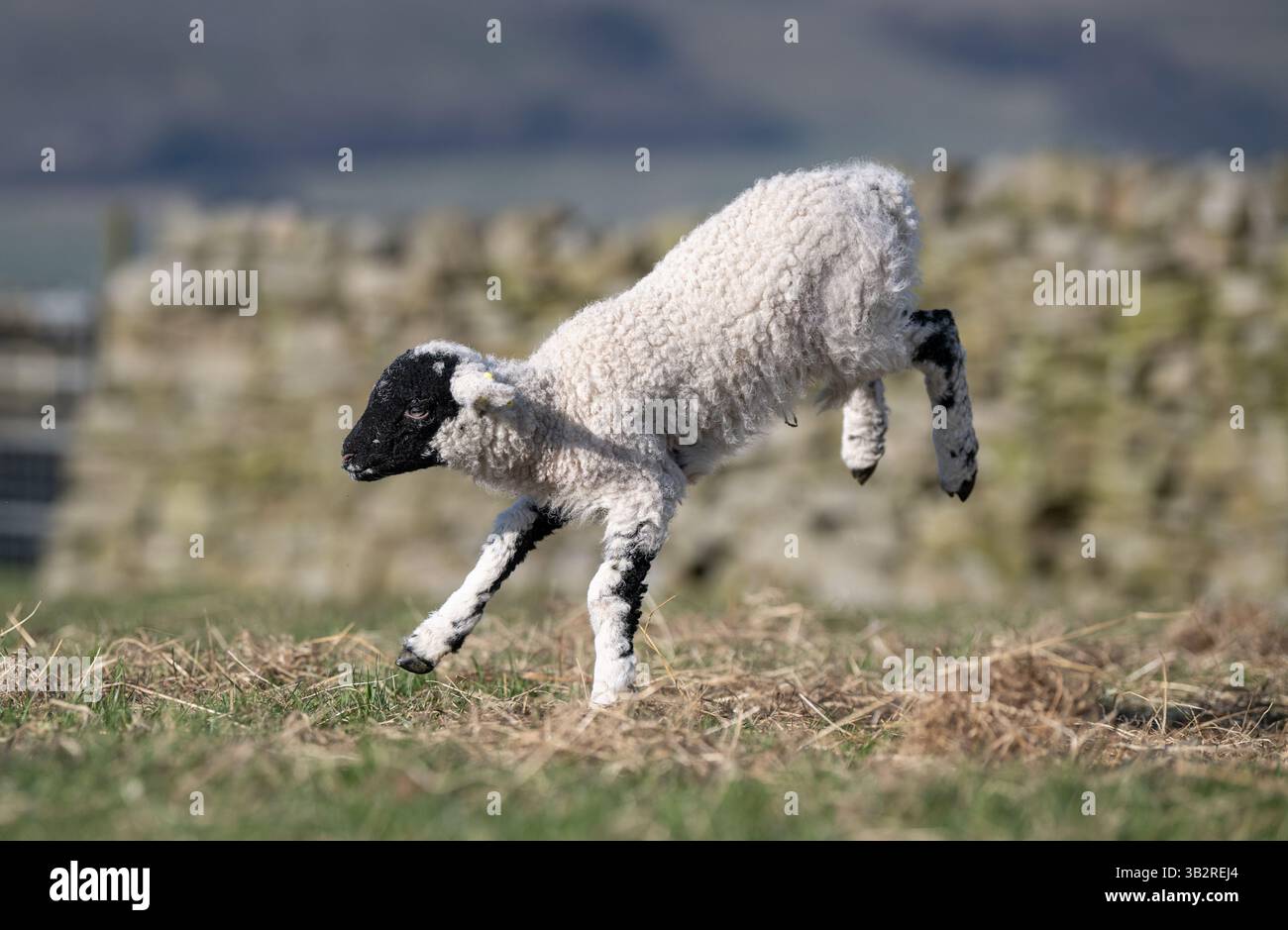 Buon agnello che corre e salta in primavera. North Yorkshire, Regno Unito. Foto Stock