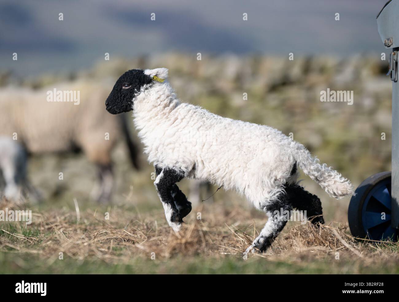 Buon agnello che corre e salta in primavera. North Yorkshire, Regno Unito. Foto Stock