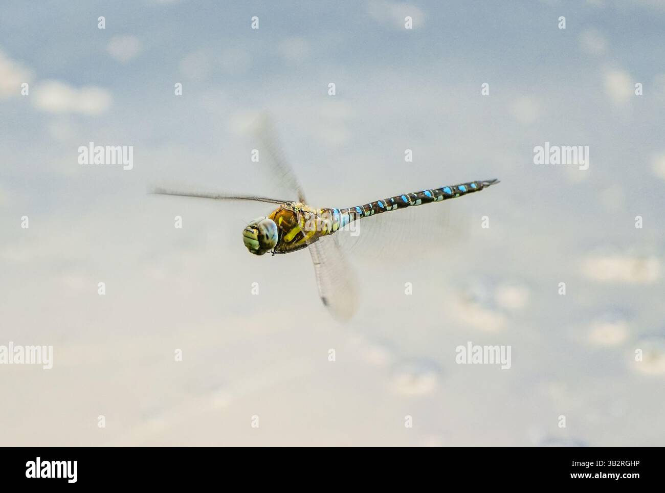 Dragonfly in volo. Primo piano di insetti. Foto Stock