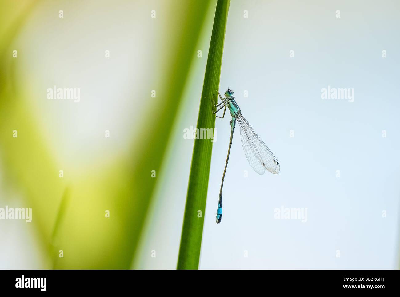 Libellula blu in natura. Primo piano di insetti. Foto Stock