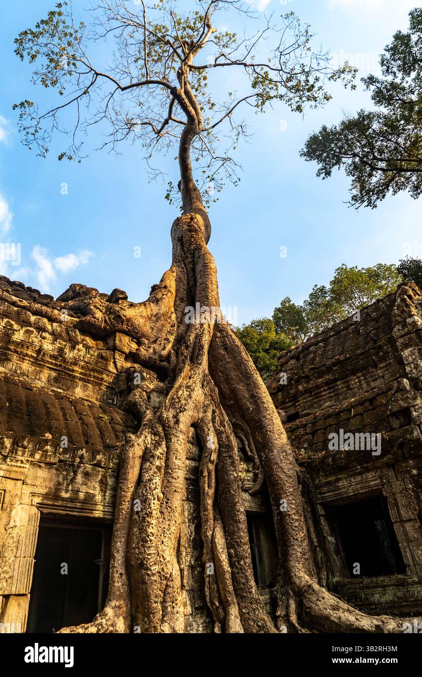 Un albero maestoso con un tronco spesso e radici estese che crescono da un antico tempio in pietra, circondato da una vegetazione lussureggiante e da un cielo blu limpido. Foto Stock