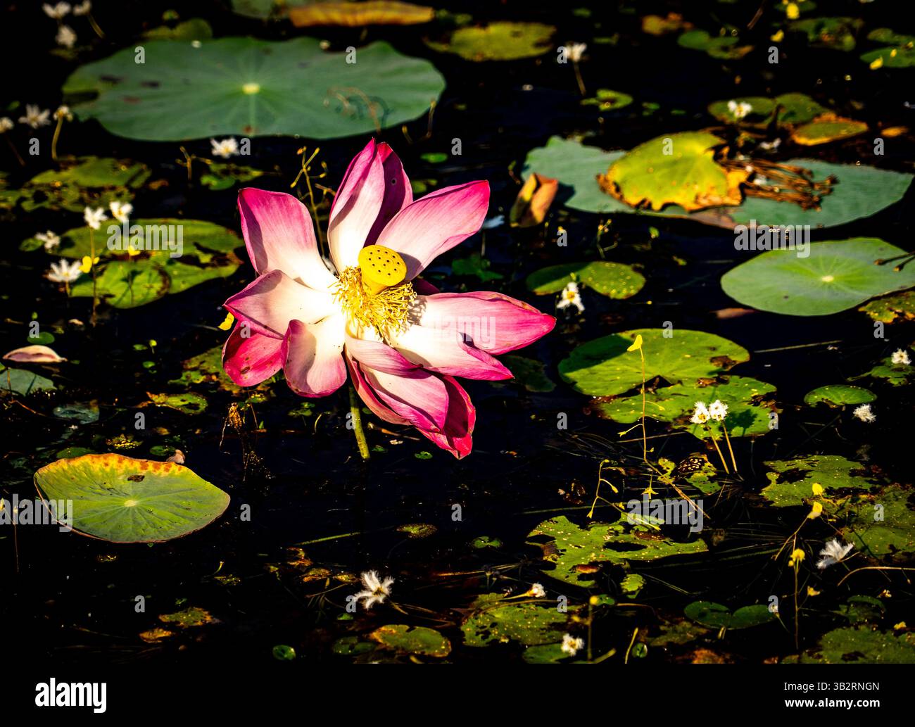 Un vivace fiore di loto rosa che fiorisce su uno stagno scuro, circondato da gigli verdi e piccoli fiori bianchi. La luce del sole mette in risalto i petali e il Foto Stock