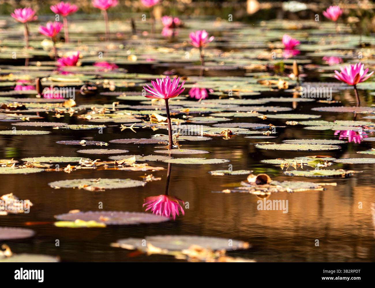 Un tranquillo laghetto pieno di ninfee rosa e ninfee verdi che si riflettono nell'acqua calma. La scena cattura la bellezza della natura, con un tranqui Foto Stock