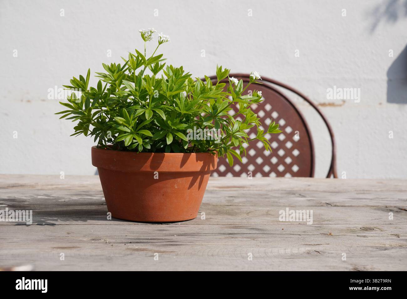 piantare la pentola su un tavolo da giardino rustico. erbe in vaso. decorazioni da giardino Foto Stock