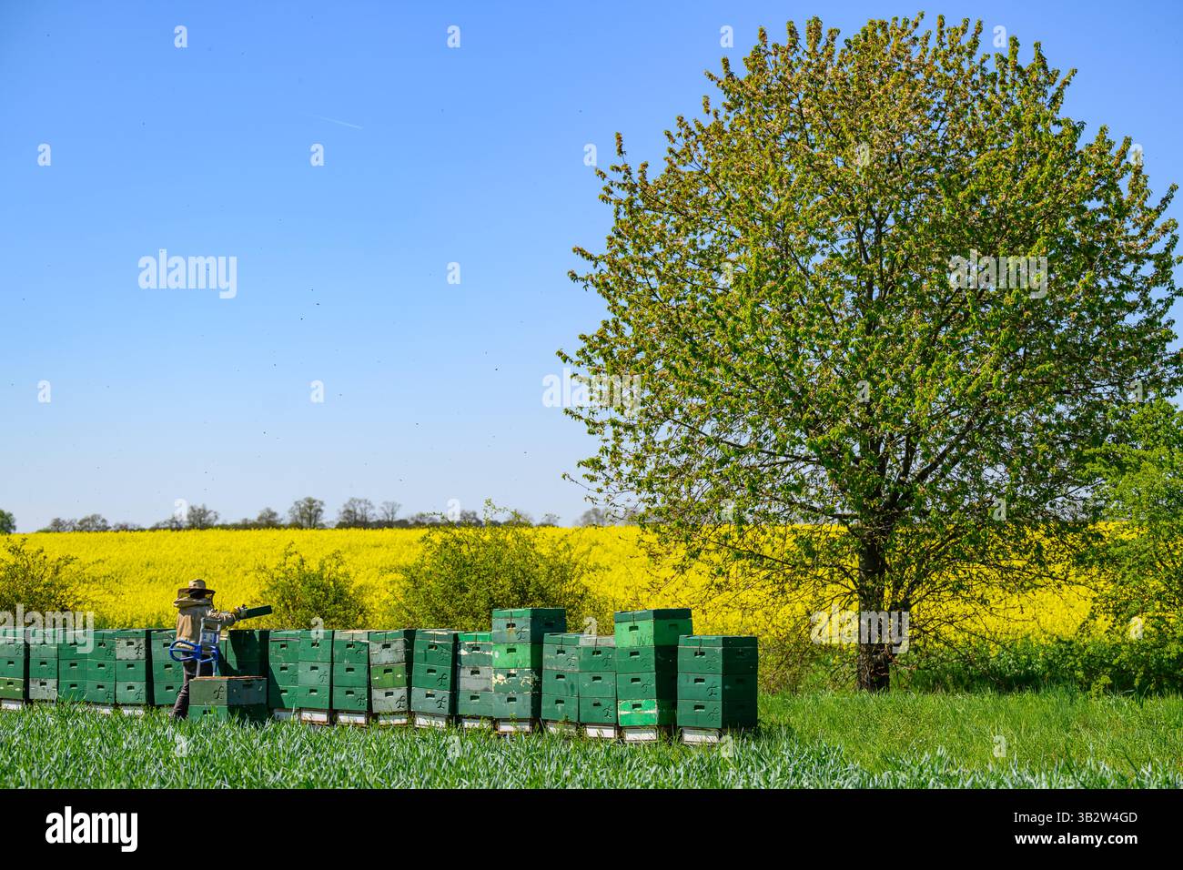 28 aprile 2025, Brandeburgo, Döbberin: Lutz Theis, apicoltore professionista, è costituito dalle cosiddette nuove camere di miele sugli alveari esistenti (Bee Box). L'apiario di Theis è un cosiddetto "apiario migratorio”. Nell'apicoltura, migrare significa spostare le colonie di api in un luogo diverso, dove i fiori stanno fiorendo. Durante il giorno, le api portano nettare, acqua e polline (polline) al favo e durante la notte lo trasformano nel miele. Una colonia di api è composta da una regina, diverse centinaia di droni e da 30.000 a 60.000 api operaie. Il raggio di volo delle api è di circa tre chilometri. Foto: Patr Foto Stock