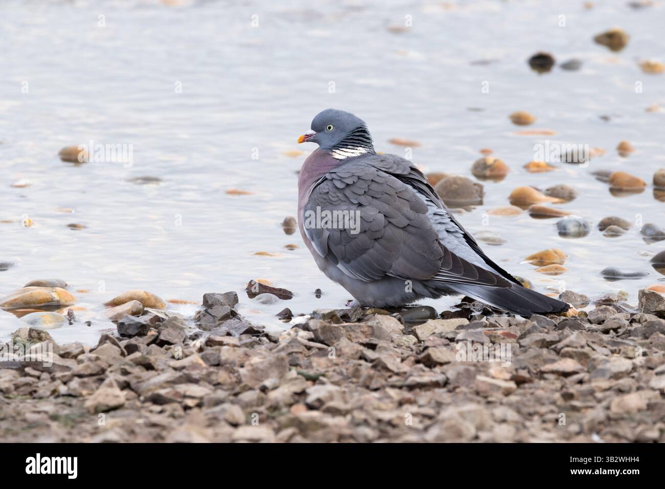 Palumbus comune di Columba Woodpigeon, adulto accanto alla piscina, Slimbridge, Gloucestershire, Regno Unito, novembre Foto Stock