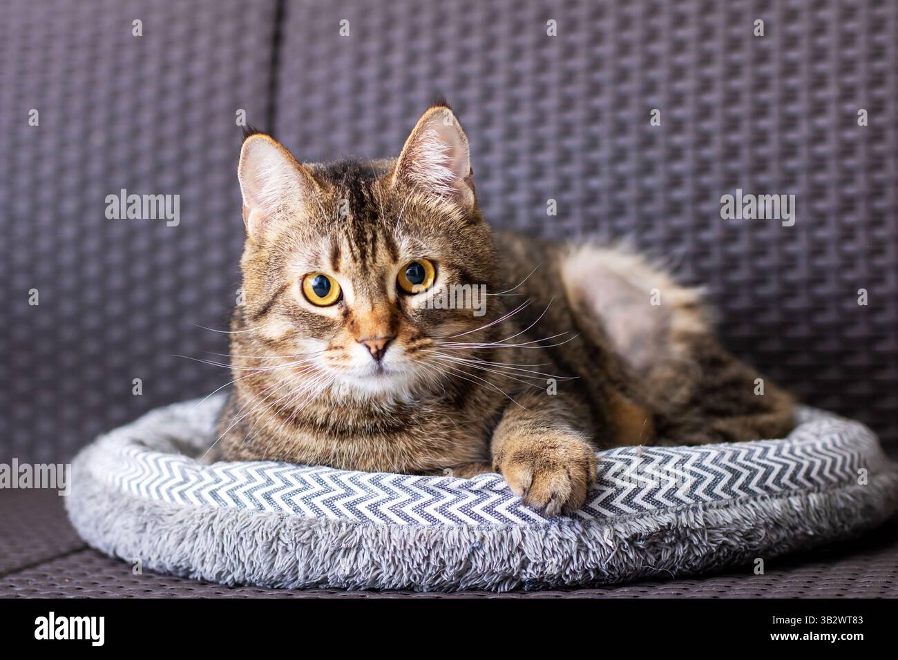 Un gatto da tabby si sta rilassando profondamente e comodamente nel suo comodo letto, irradiando un'aura di calma Foto Stock