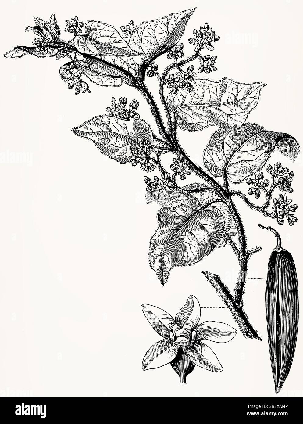 Marsdenia condurango (vite Condurango) con fiori e frutta, disegno botanico vintage in stile inciso. Illustrazione stilizzata antica. Foto Stock