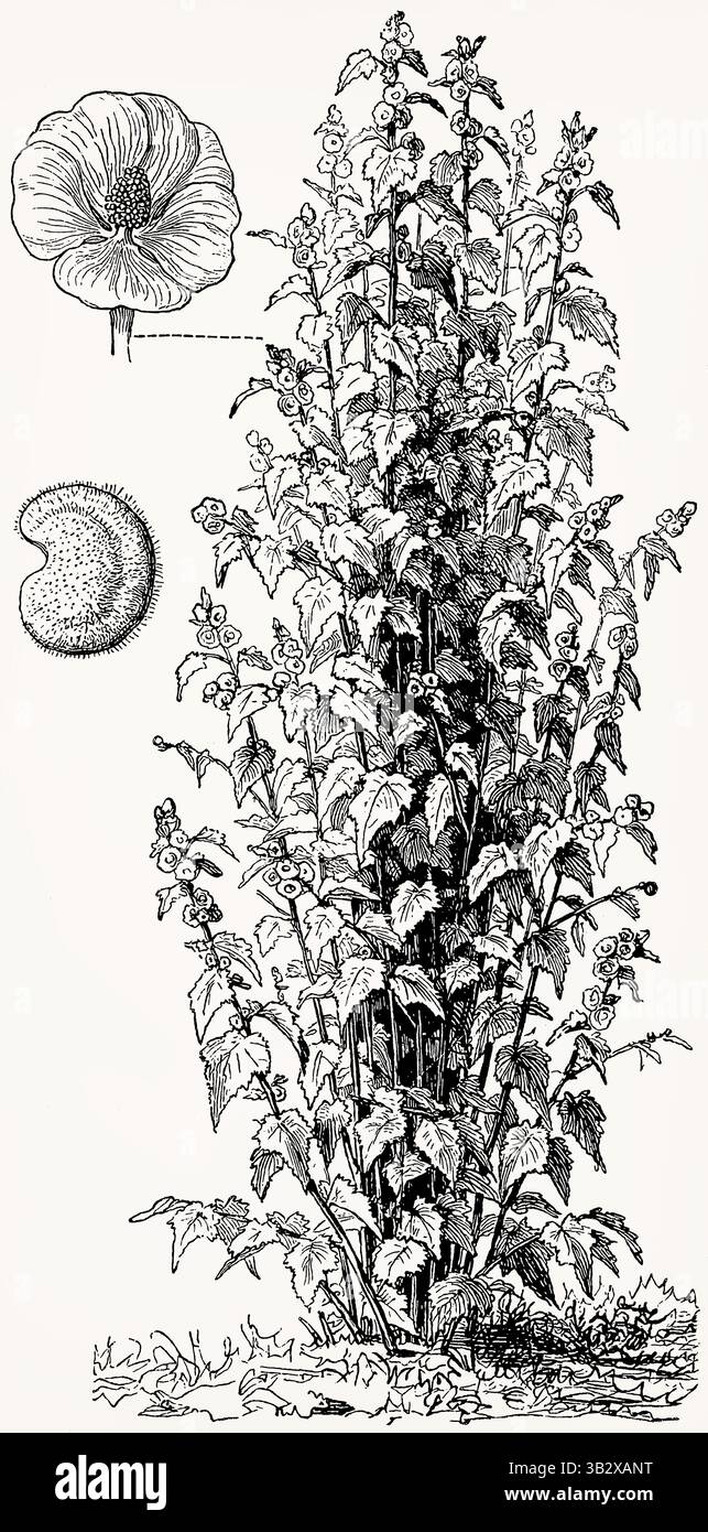 Althaea officinalis (pianta di Marshmallow, Eibisch) con fiore e carpel, incisione botanica d'annata dettagliata. Illustrazione stilizzata antica. Foto Stock