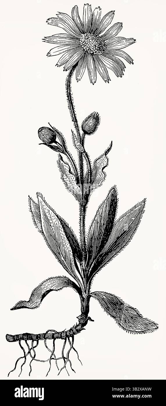 Arnica montana (montagna Arnica, Bergwohlverleih) con fiori e foglie, disegno botanico vintage dettagliato. Illustrazione stilizzata antica. Foto Stock