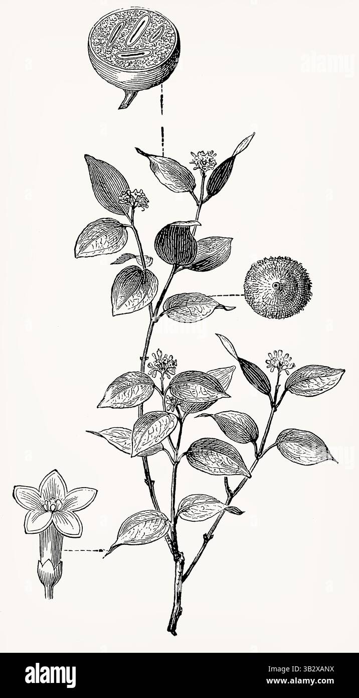 Strychnos nux-vomica (Poison Nut Tree) con fiori, semi e frutti a sezione incrociata, incisione botanica vintage. Illustrazione stilizzata antica. Foto Stock
