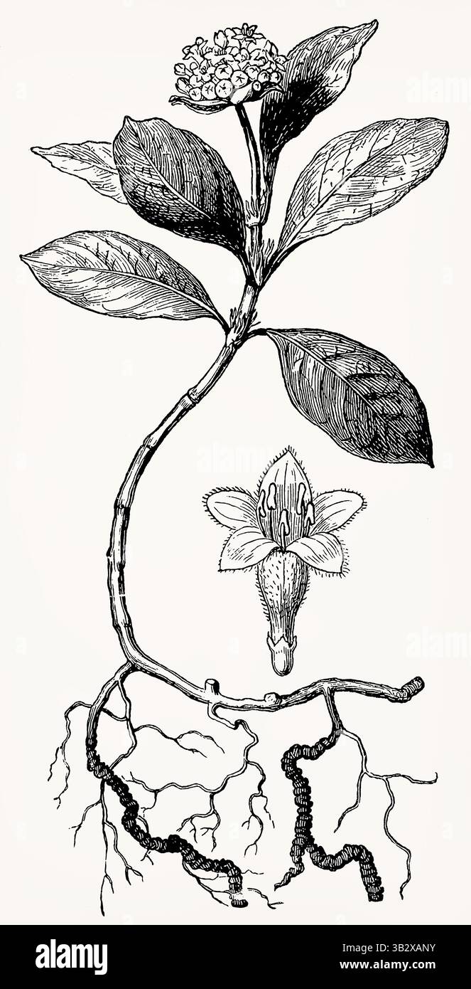 Uragoga ipecacuanha (radice di Ipecac) con fiore, incisione botanica dettagliata in stile vintage. Illustrazione stilizzata antica. Foto Stock