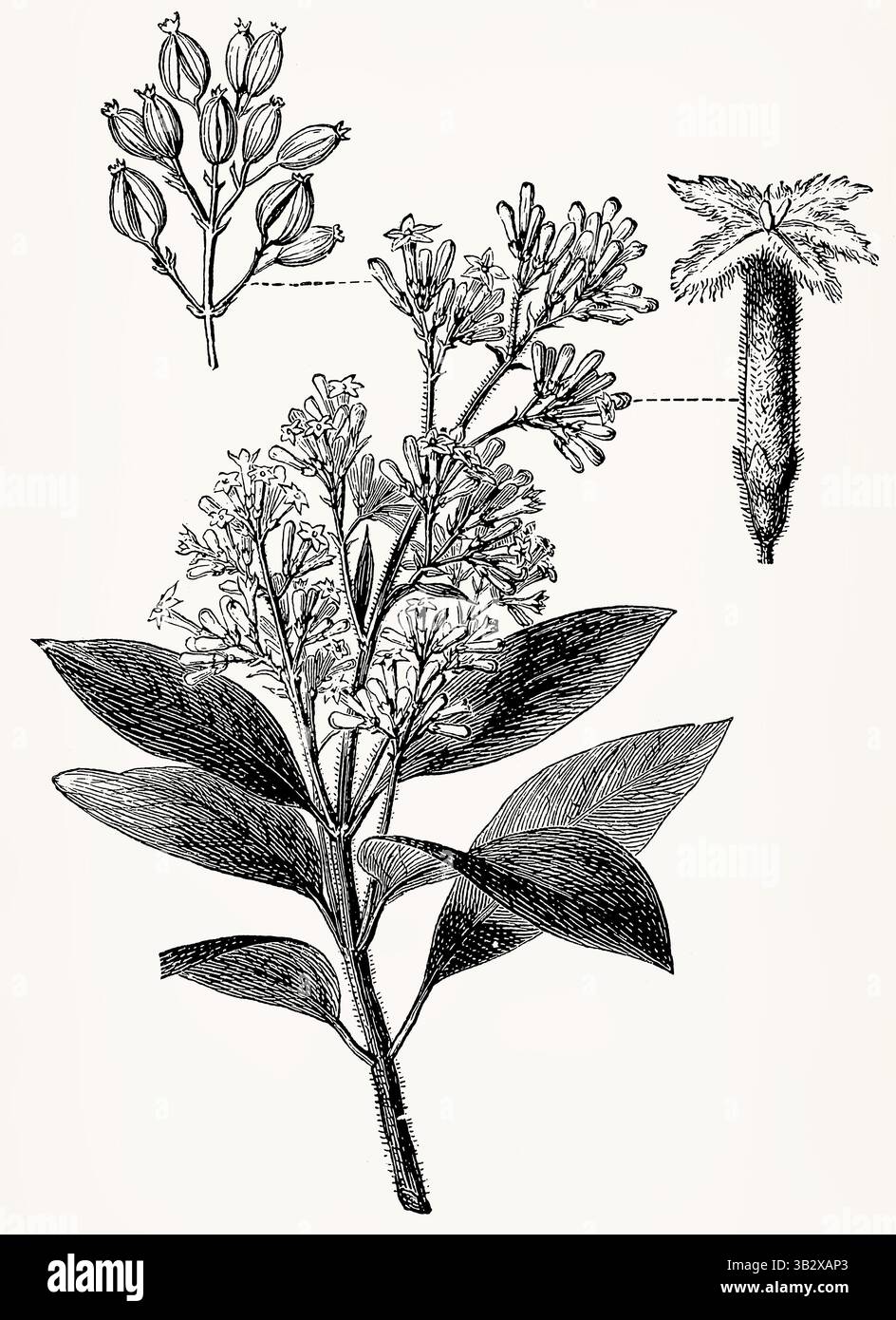 Cinchona calisaya (albero di Cinchona giallo) con fiori, grappolo di frutta e frutta, incisione botanica d'annata. Illustrazione stilizzata antica. Foto Stock