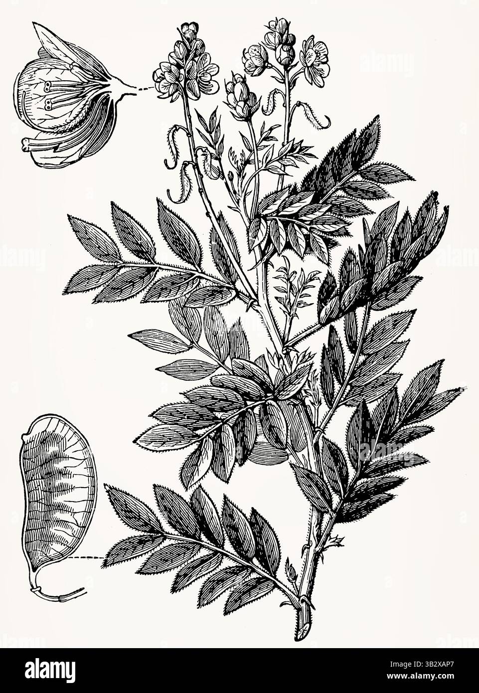 Cassia acutifolia (pianta di Senna) con fiori e frutta sezionati, disegno botanico d'annata dettagliato. Illustrazione stilizzata antica. Foto Stock