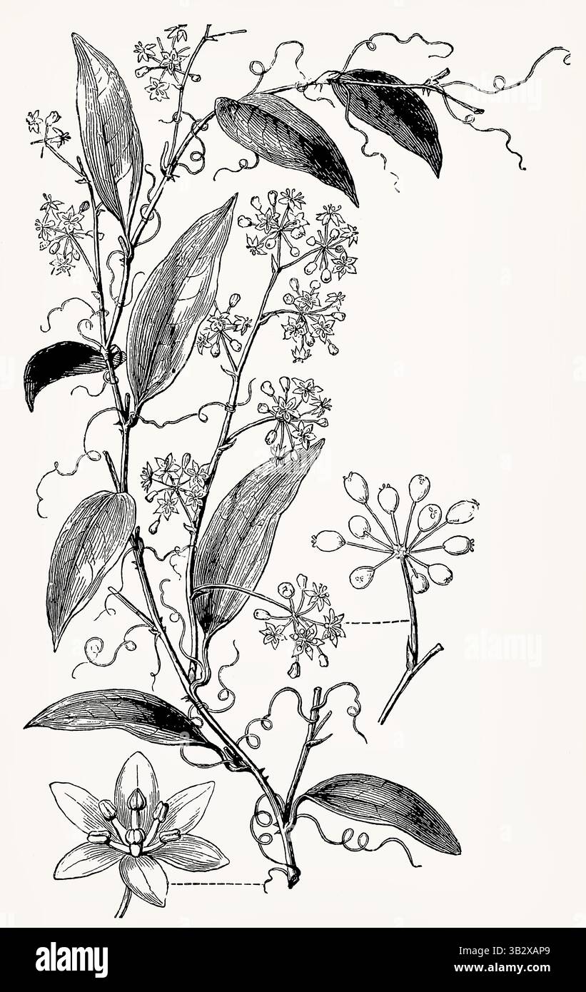 Smilax pseudosyphilitica (vite Greenbrier) con fiori e grappoli di frutta, dettagliata incisione botanica vintage. Illustrazione stilizzata antica. Foto Stock