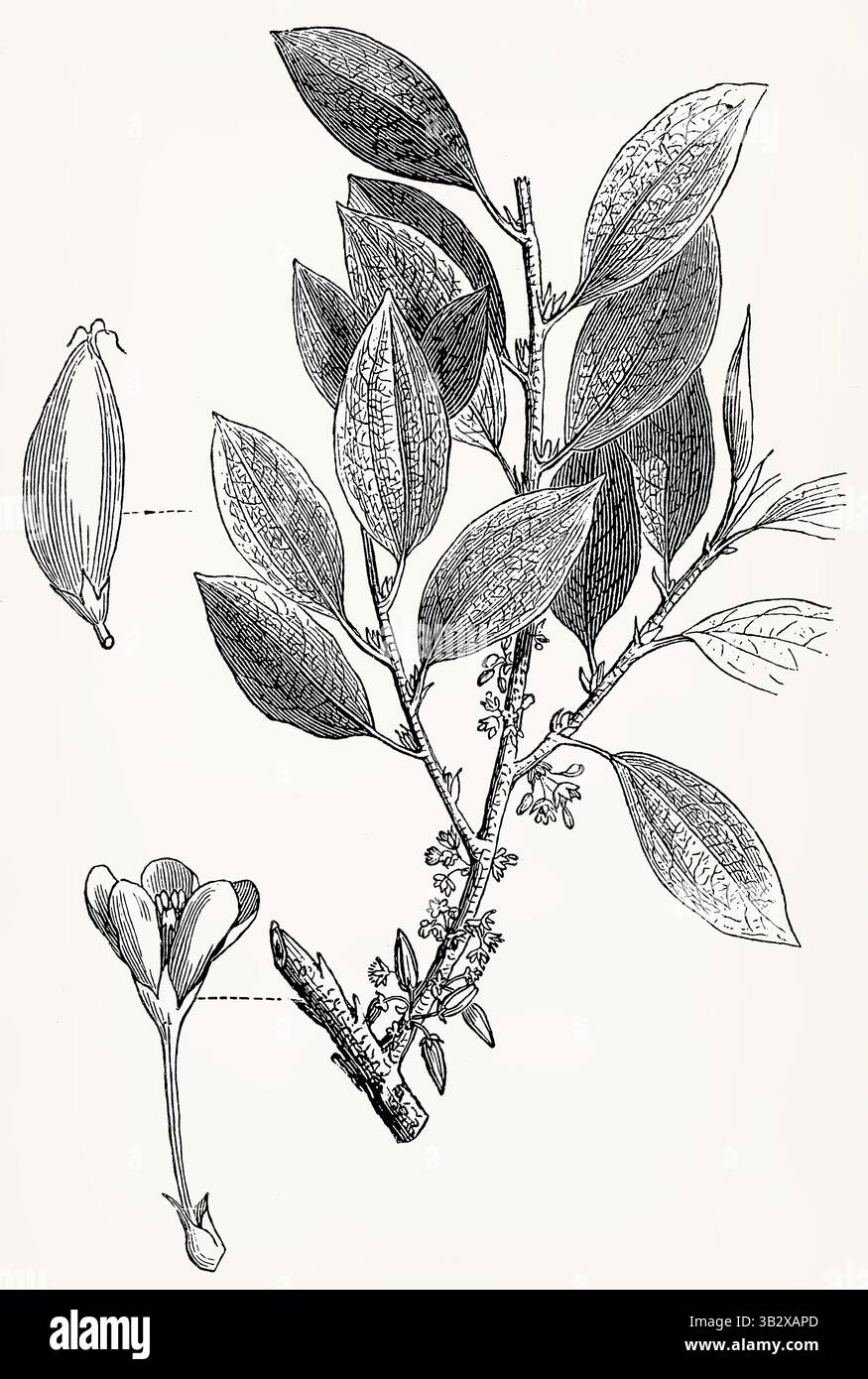 Erythroxylon coca (pianta di coca) con fiori e frutta, precisa incisione botanica d'annata. Illustrazione stilizzata antica. Foto Stock