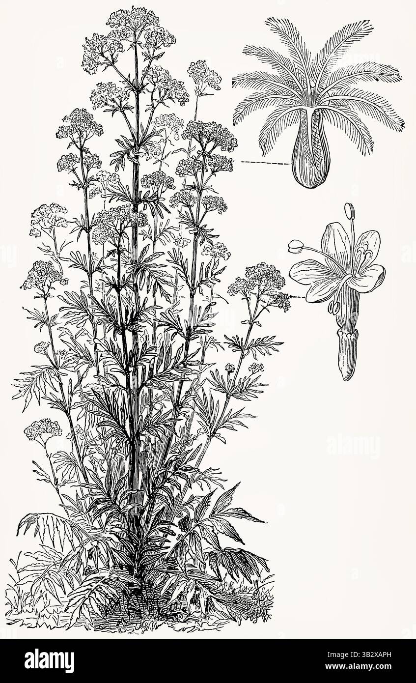Valeriana officinalis (pianta valeriana) con fiori e frutta, incisione botanica d'annata in stile classico. Illustrazione stilizzata antica. Foto Stock
