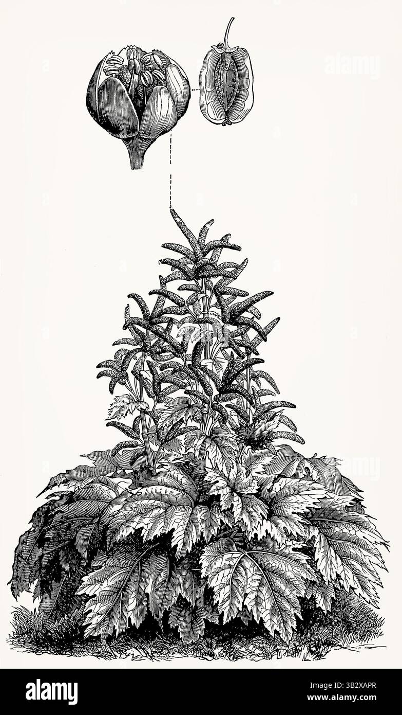 Rheum officinale (rabarbaro cinese) con fiori e frutti, illustrazione botanica d'annata dettagliata. Illustrazione stilizzata antica. Foto Stock