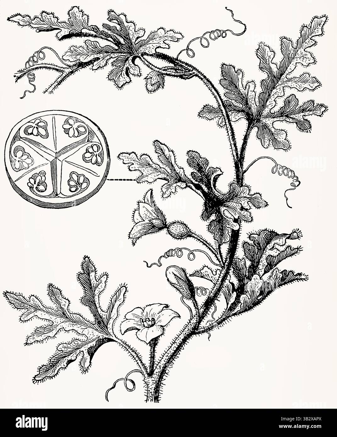 Citrullus colocynthis (Colocinto, cetriolo amaro) con frutta a sezione incrociata, incisione botanica d'annata. Illustrazione stilizzata antica. Foto Stock