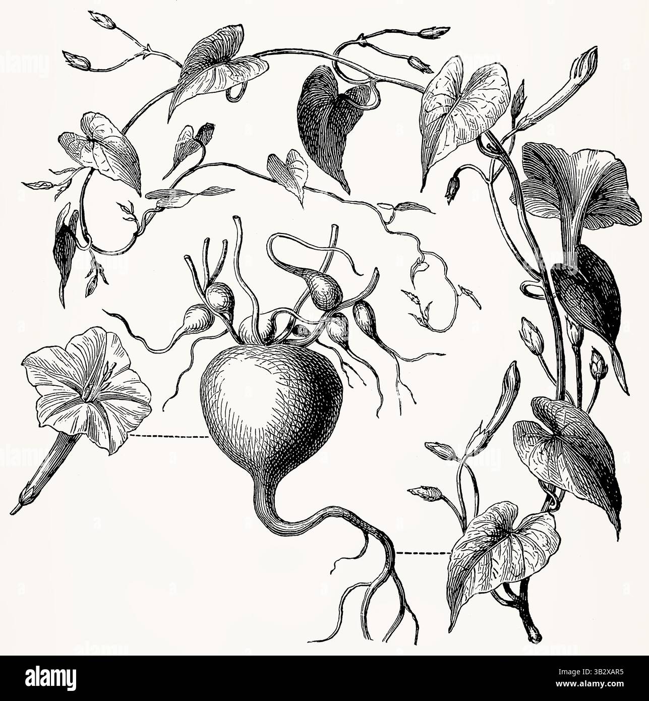 Exogonium purga (erba Jimson) con fiori e tubero, dettagliata incisione botanica vintage. Illustrazione stilizzata antica Foto Stock