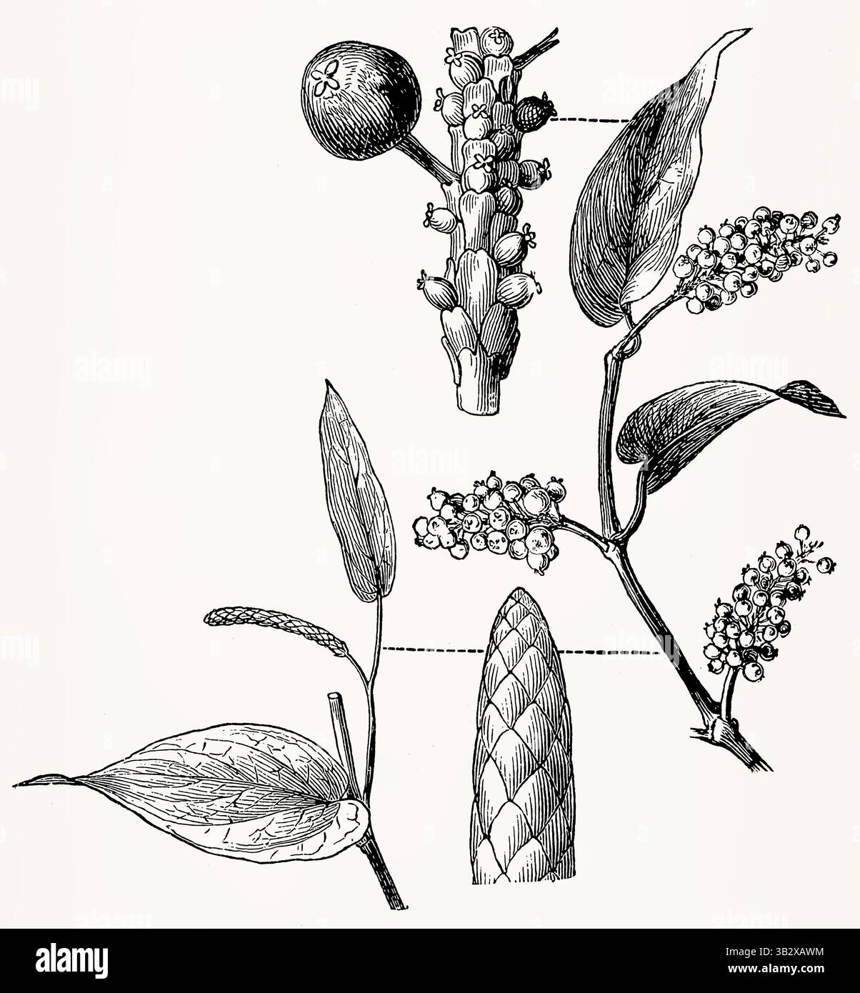 Piper cubeba (Pepe Cubeb) ramo maschio, punta di fiore e ramo fruttato, dettagliata incisione botanica vintage. Illustrazione stilizzata antica. Foto Stock