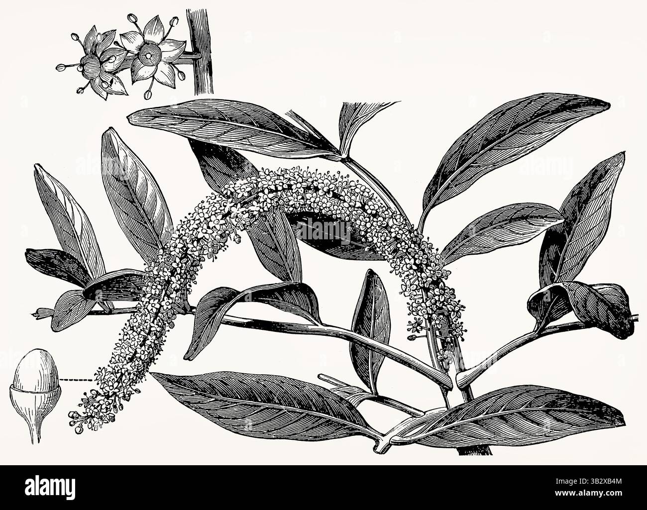Pilocarpus pennatifolius (Jaborandi) con frutta, dettagliata incisione botanica d'annata. Illustrazione stilizzata antica. Foto Stock