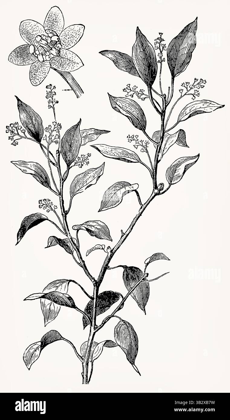 Canfora Cinnamomum (albero di Camphor) con fiori, dettagliata incisione botanica vintage. Illustrazione stilizzata antica. Foto Stock