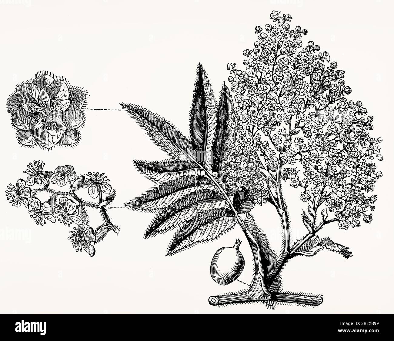 Hagenia abyssinica (Rosa Africana) con fiori, rami di fiori e frutta, dettagliata incisione botanica vintage. Illustrazione stilizzata antica Foto Stock