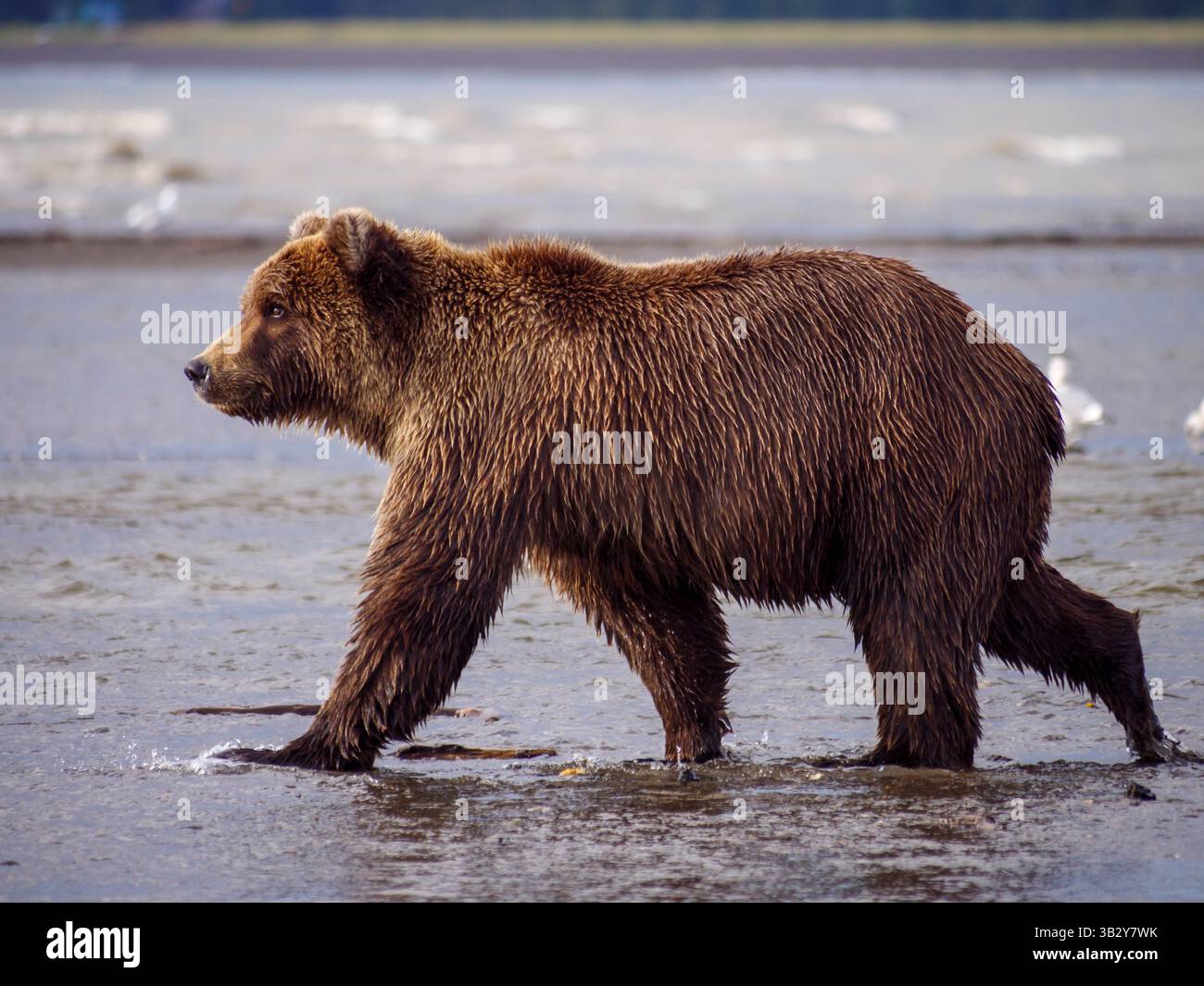 Orso bruno costiero, noto anche come orso grizzly (Ursus arctos), nell'Alaska centro-meridionale, Stati Uniti d'America. Fauna selvatica in habitat naturale. Foto Stock