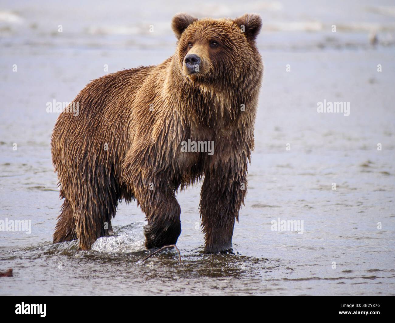 Orso bruno costiero, noto anche come orso grizzly (Ursus arctos), nell'Alaska centro-meridionale, Stati Uniti d'America. Fauna selvatica in habitat naturale. Foto Stock
