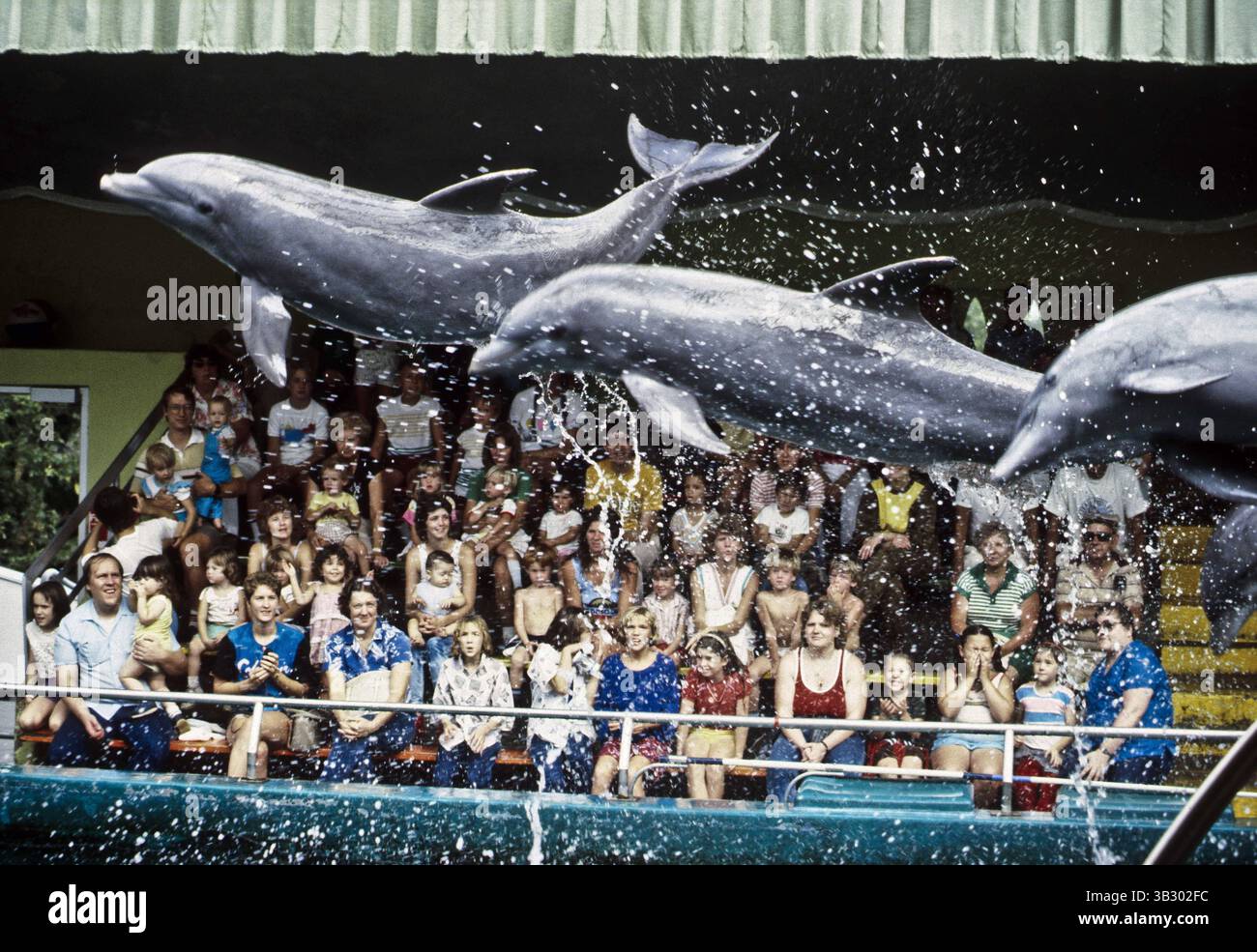 5 settembre 2015 - Brookfield, Illinois, Stati Uniti d'America - Brookfield, Illinois. 8-1-1986.dolpinsÂ tursiopo (Tursiops truncatus) messo in mostra come guidato dai loro allenatori allo zoo di Brookfield..credito: Mark Reinstein (immagine di credito: © Mark Reinstein via ZUMA Wire) Foto Stock