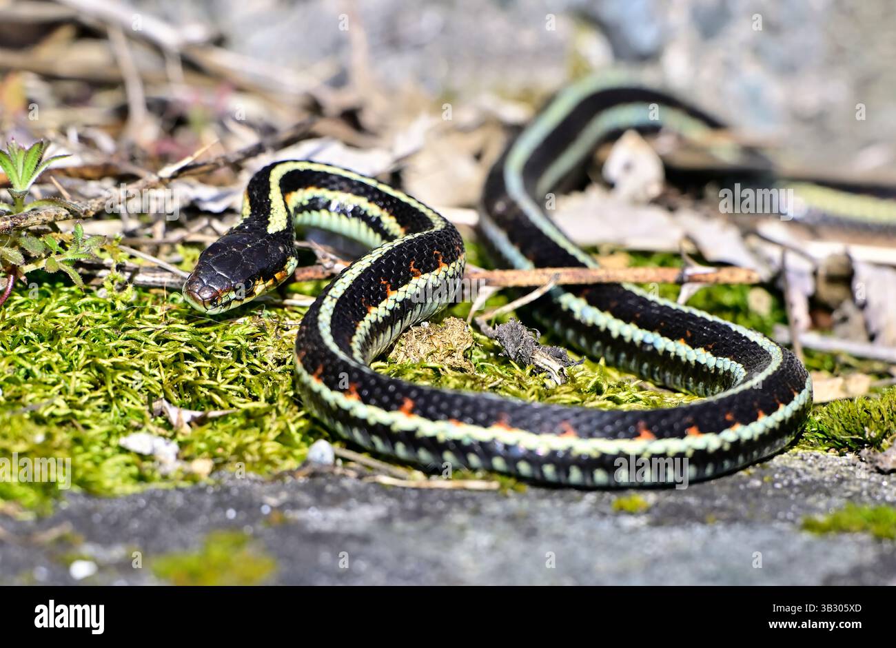 Un comune serpente giarrettiera "Thamnophis sirtalis", che attraversa una roccia riscaldata dal sole su una spiaggia sull'Isola di Vancouver, Columbia Britannica, Canada. Foto Stock