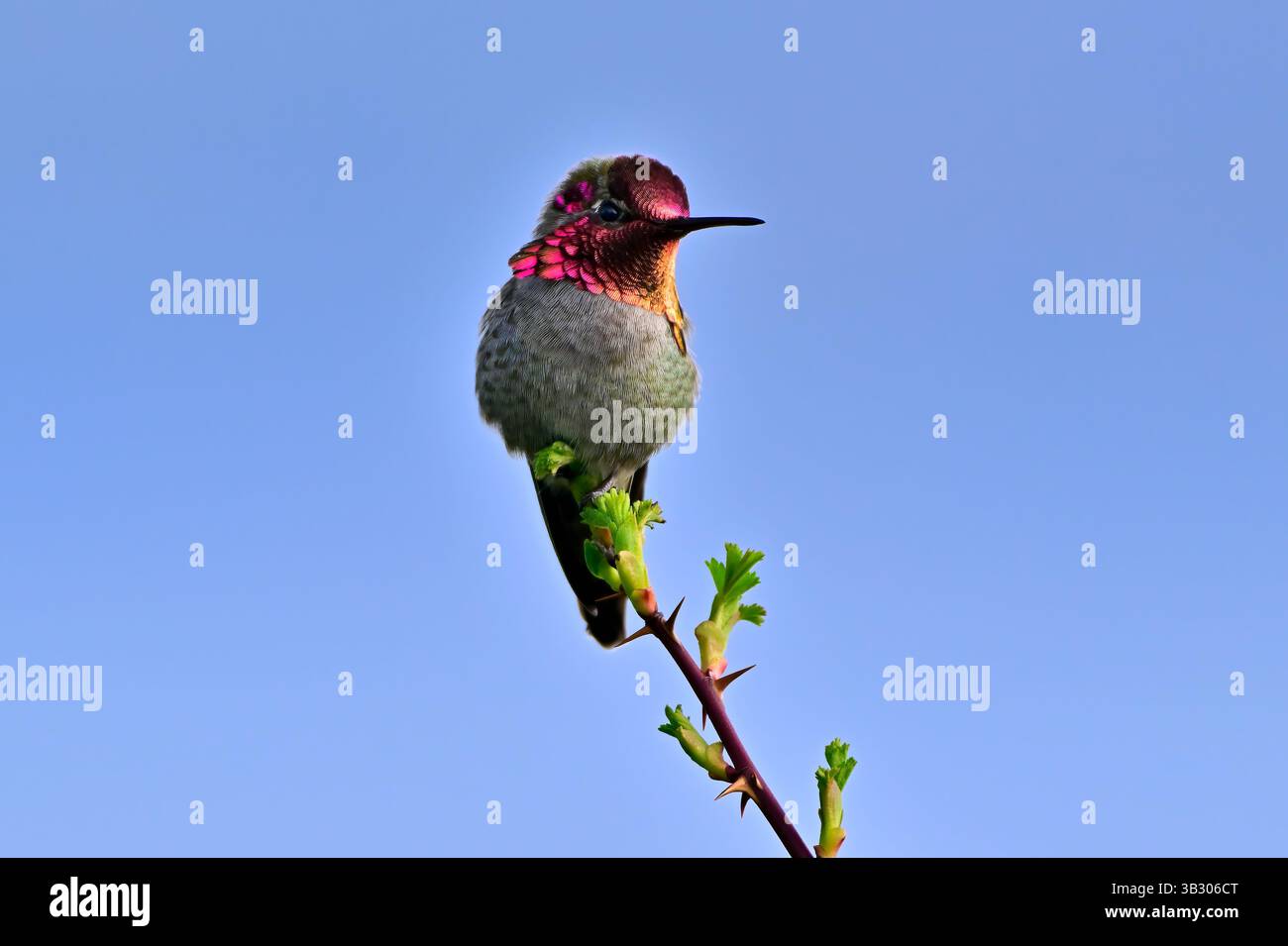 Un Hummingbird di Anna (Calypte anna) arroccato su un cespuglio di rose sulla costa dell'Isola di Vancouver Columbia Britannica Canada. Foto Stock