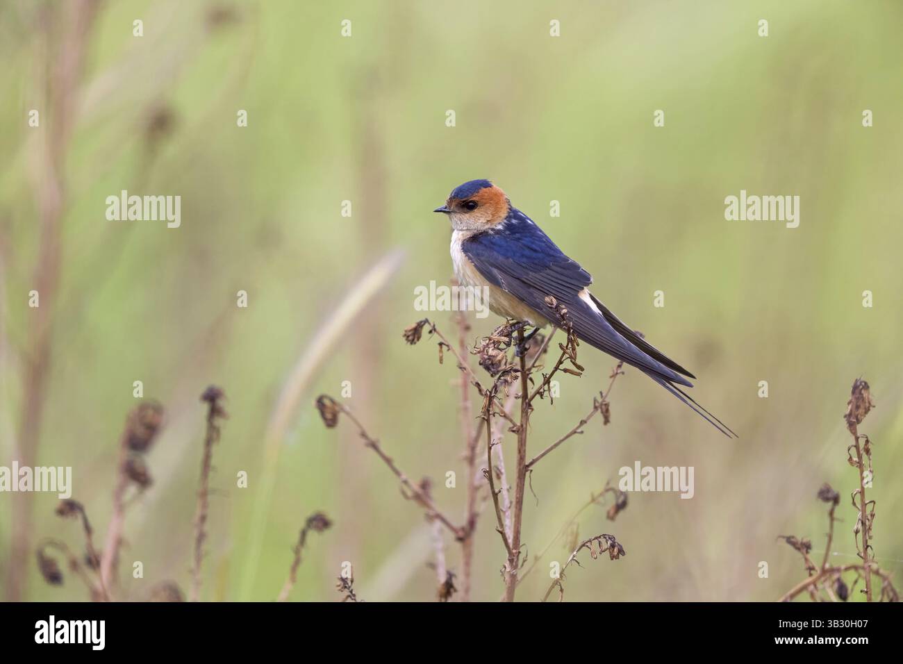 Rufous Swallow (Cecropis rufula), animali, uccelli, Swallow, famiglia Swallow, Lesbo, Grecia, Europa Foto Stock