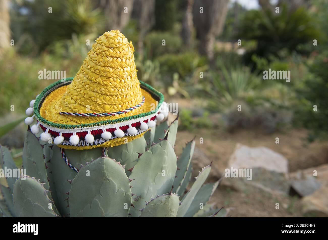 Cactus spagnoli con in cima il tipico Sombrero Foto Stock
