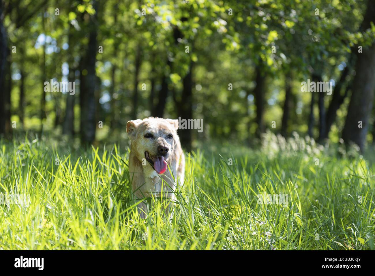 Vecchio cane marrone nell'erba naturale Foto Stock