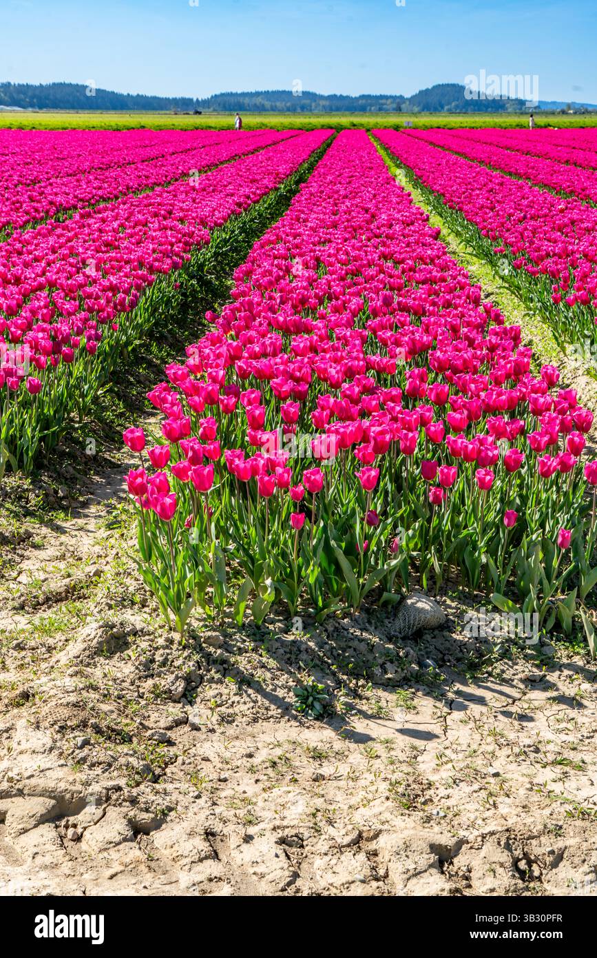 File di tulipani rosa a Mount Vernon, Washington. Foto Stock