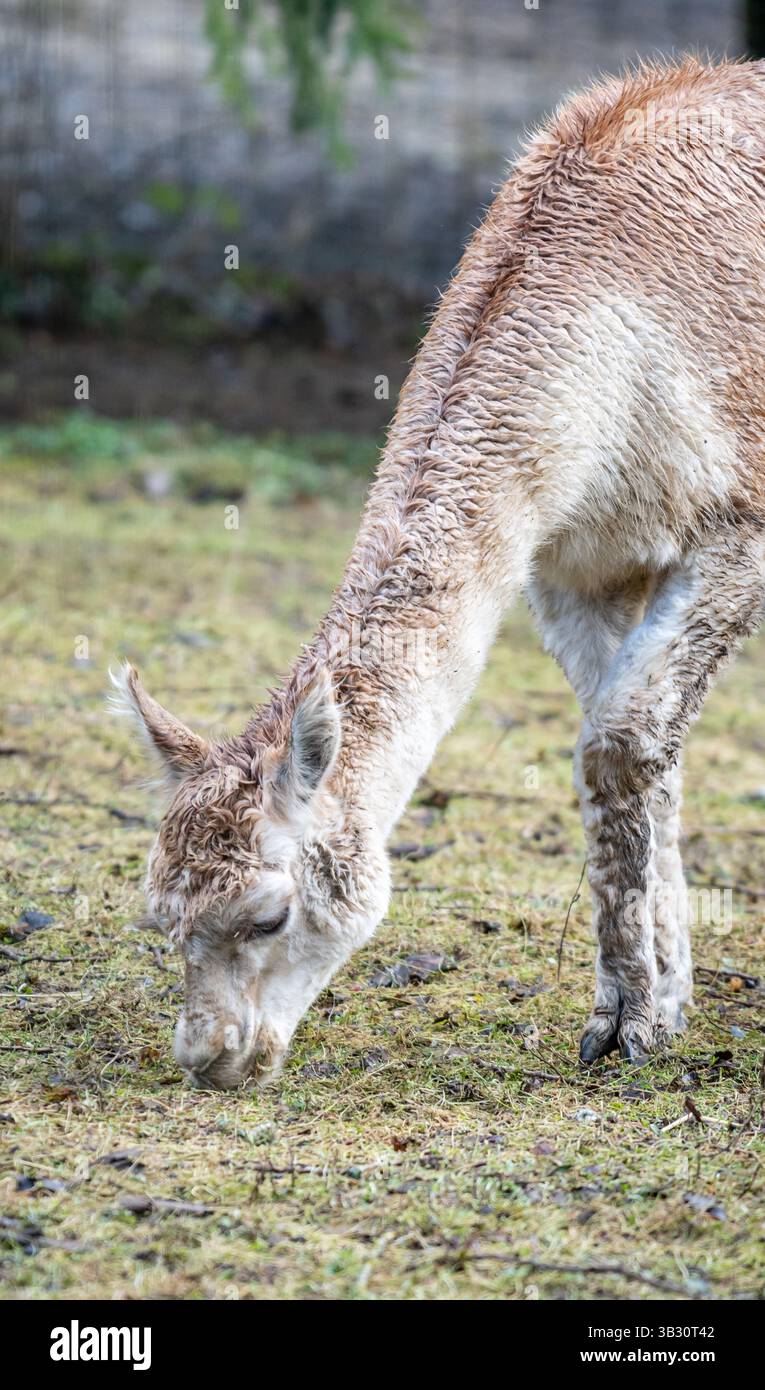 Un lama di colore chiaro si inginocchia graziosamente per pascolare sull'erba verde fresca in una giornata tranquilla Foto Stock