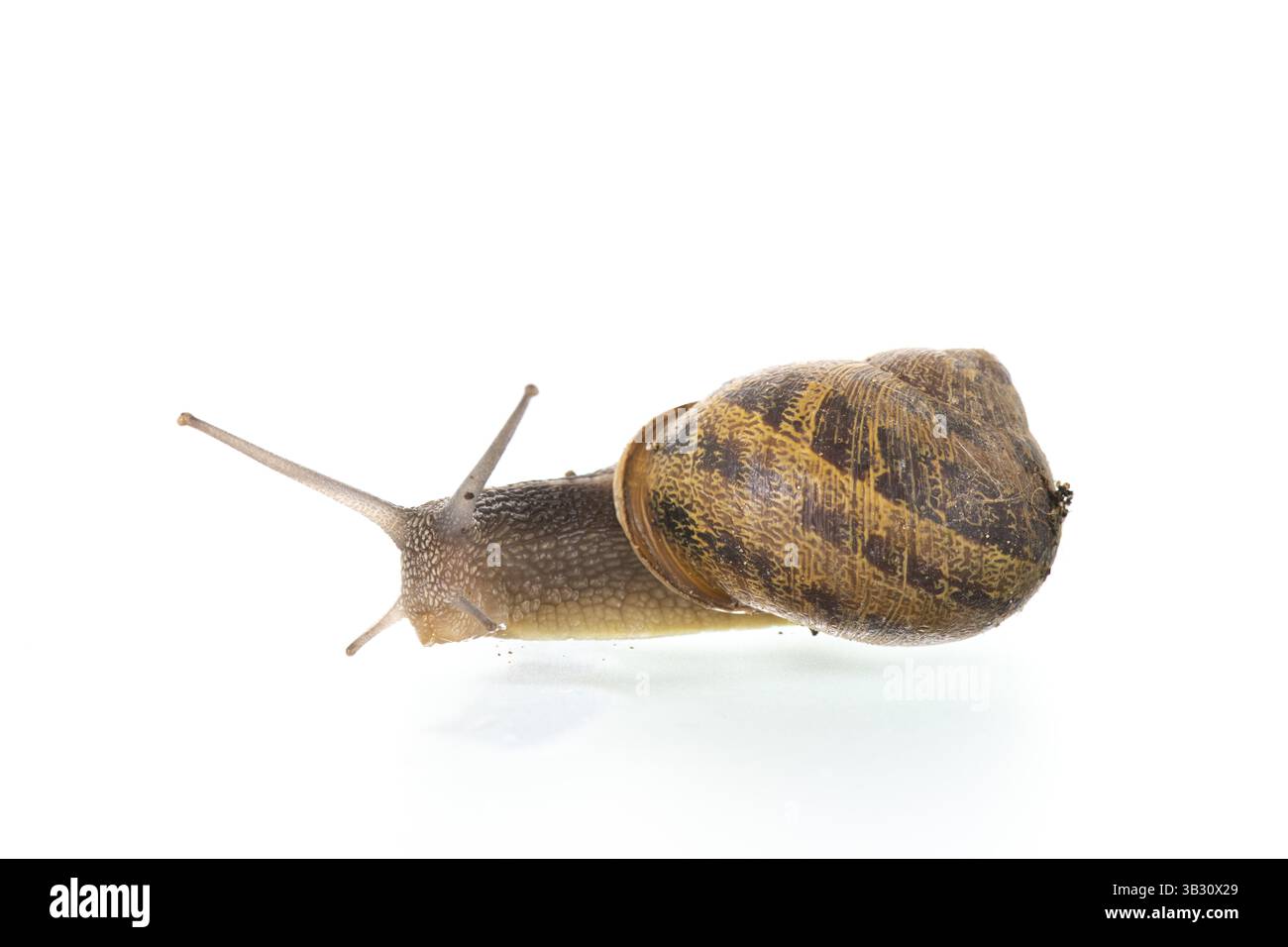 Chiocciola singola isolata su sfondo bianco Foto Stock