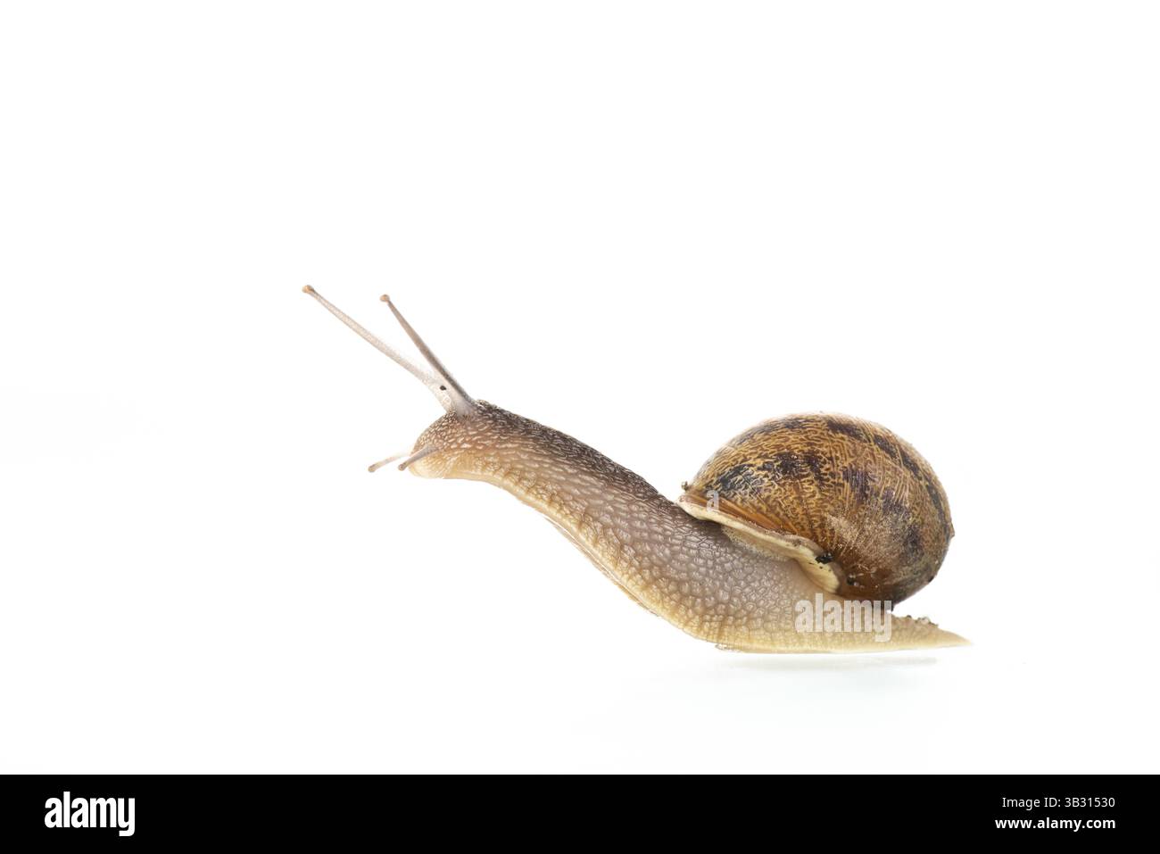 Chiocciola singola isolata su sfondo bianco Foto Stock