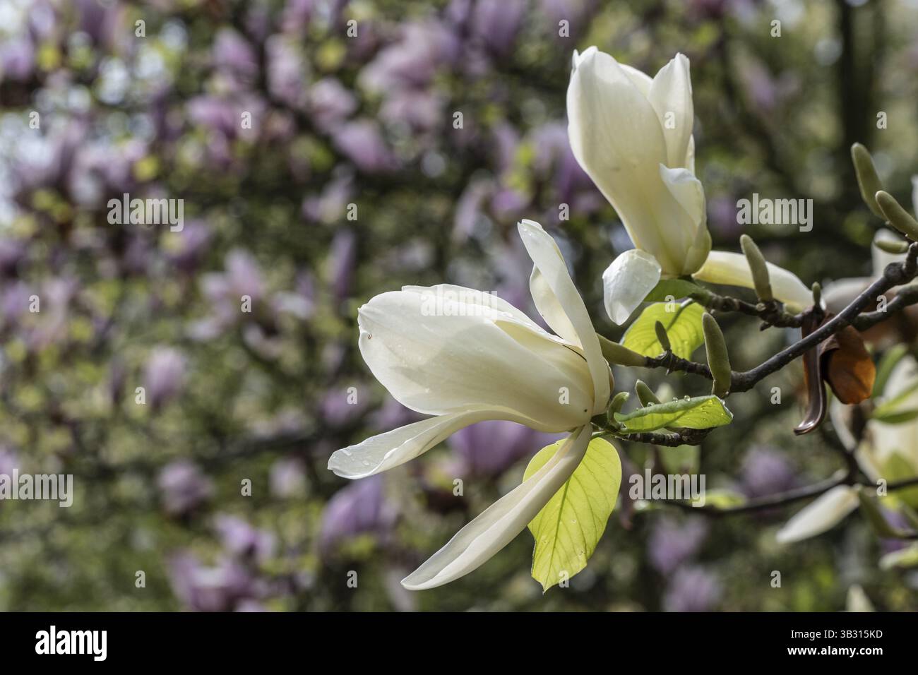 Magnolia (Magnolia Ivory Chalice), bassa Sassonia, Germania, Europa Foto Stock