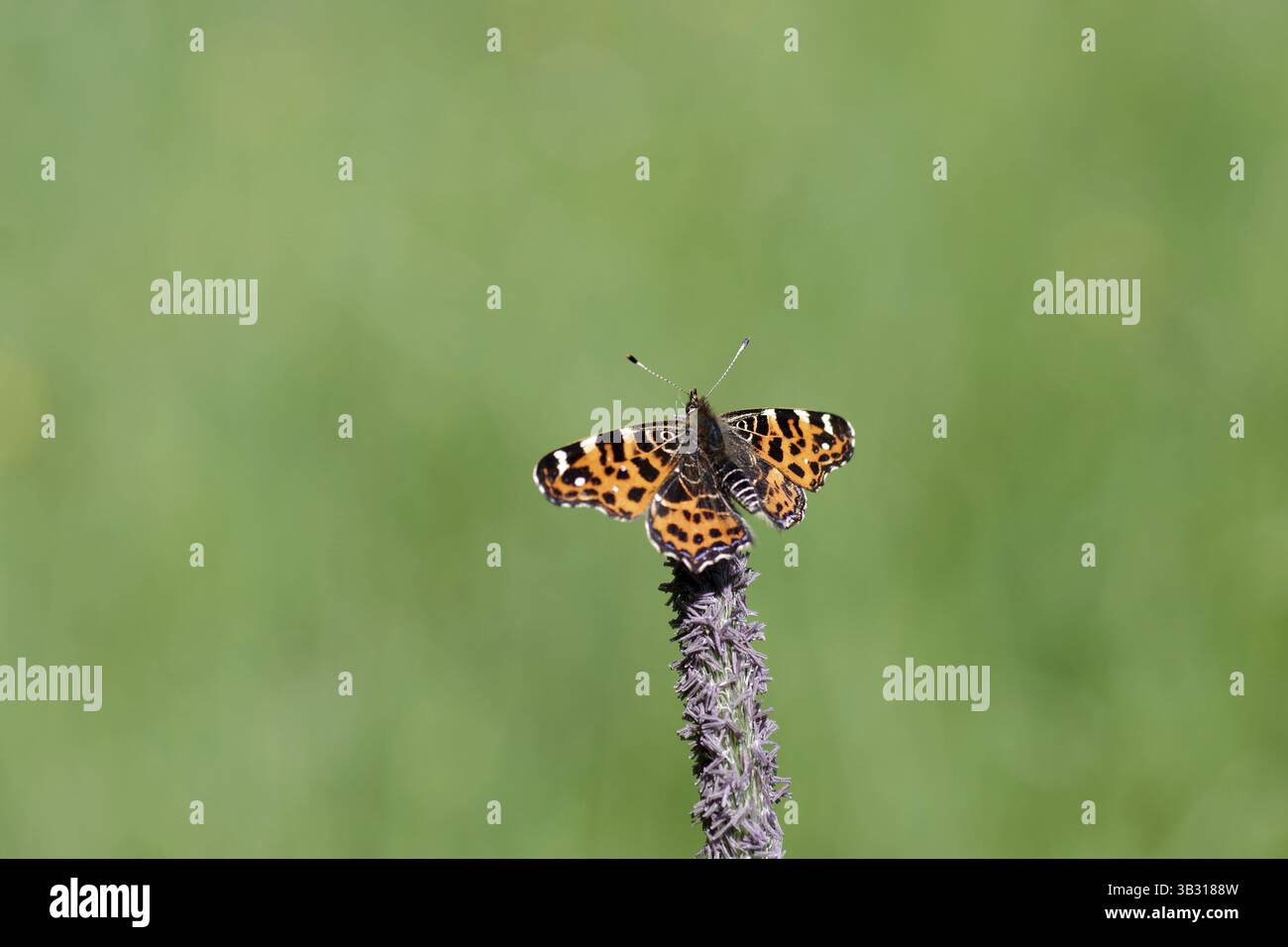 Carato terrestre (Araschnia levana), farfalla, generazione primaverile, arancio, macro, la farfalla si trova con le ali spalmate su una lama d'erba Foto Stock