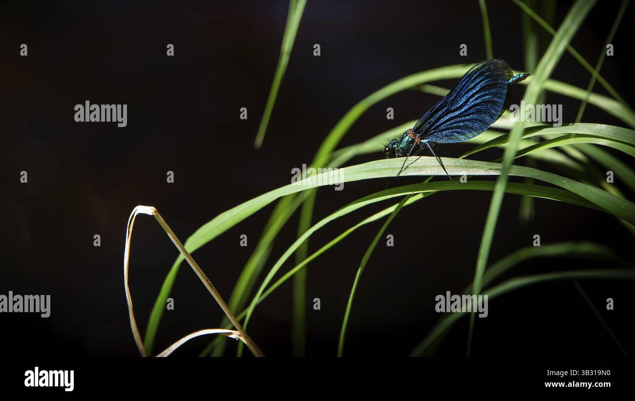 Libellula blu appoggiata su un filo d'erba, Gudbrandsdal, Norvegia, Europa Foto Stock