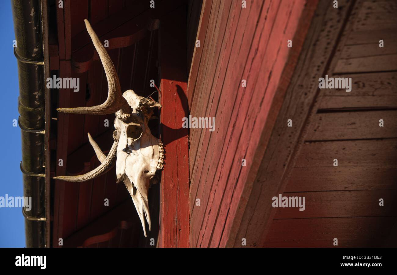 Teschio di alci con palchi come elemento decorativo, costruzione in legno verniciato rosso falun, dettaglio del tradizionale granaio norvegese in legno o Stabbur, pilgri Foto Stock