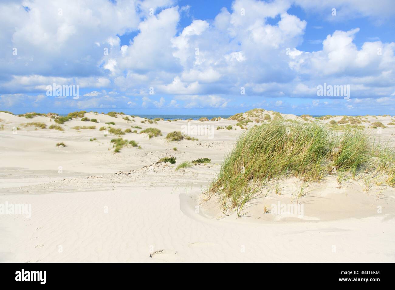 Paesaggio dune selvagge di fronte alla spiaggia vuota dell'isola olandese Terschelling Foto Stock