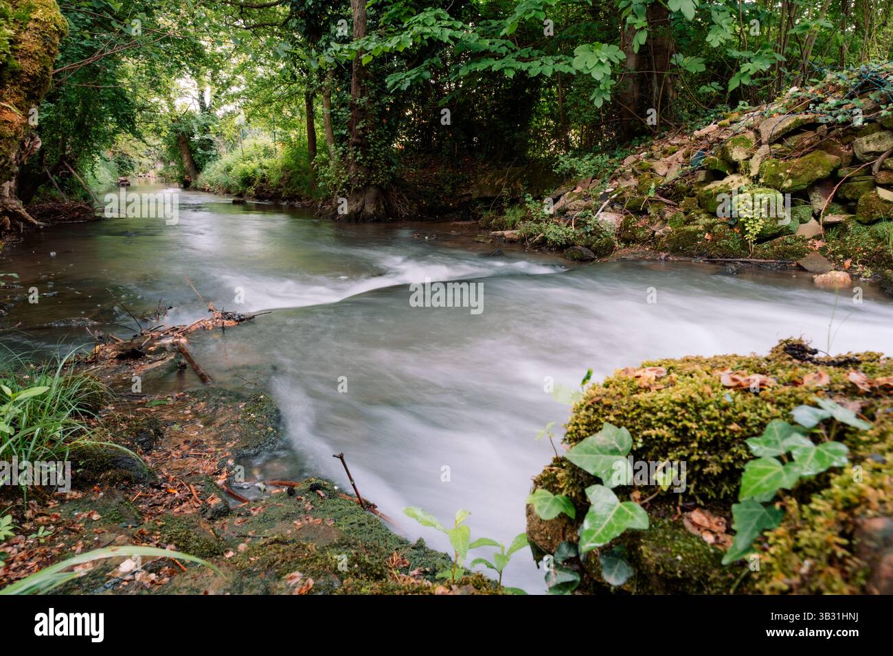 Lunga esposizione di un torrente della foresta che scorre tra rocce e muschio Foto Stock
