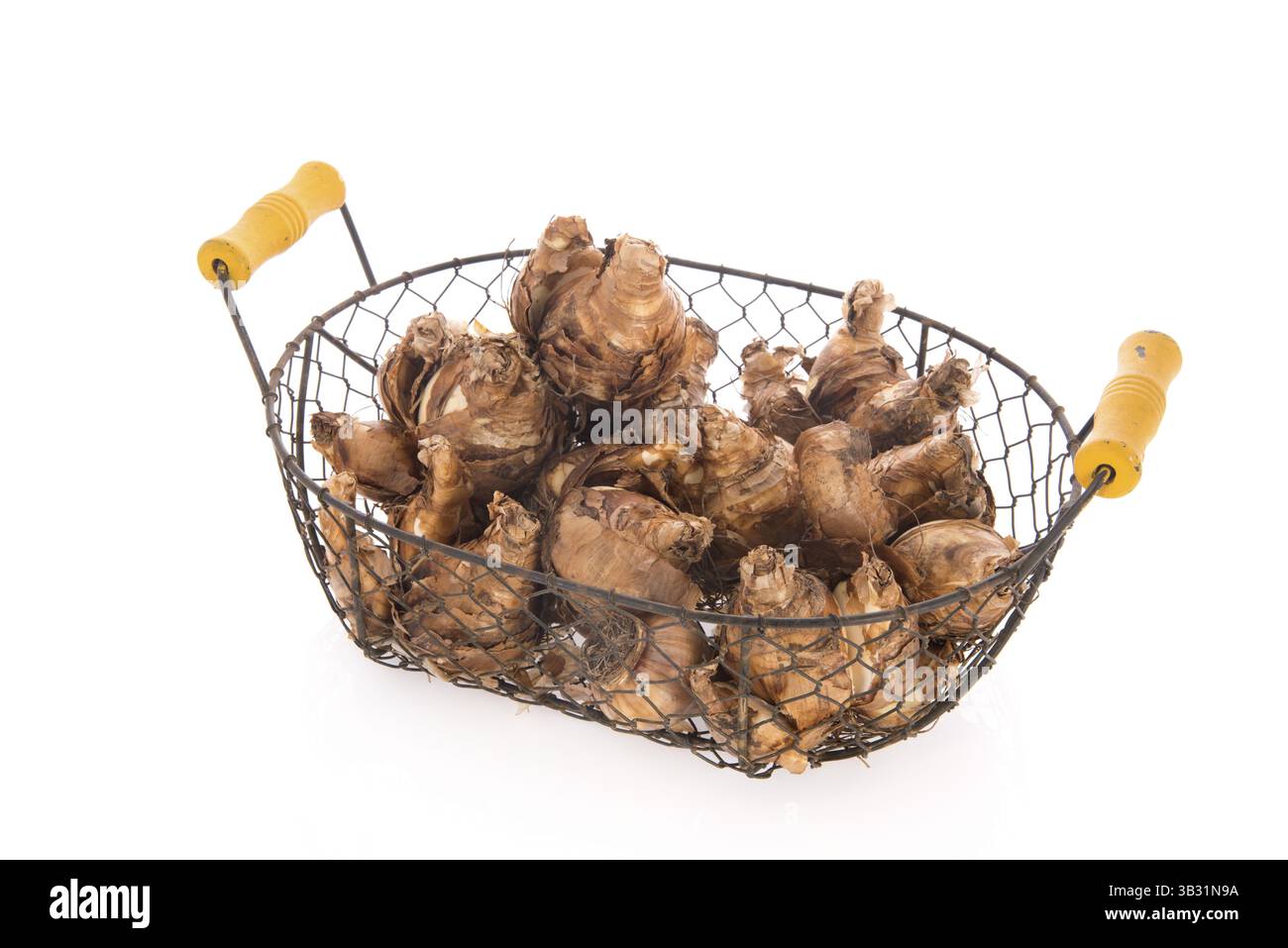 Cesto di raccolta in legno per il giardino pieno con bulbi di fiori di daffodil isolati su sfondo bianco Foto Stock